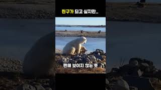 북극곰은 개와 친구가 되고 싶어 합니다.