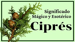 CIPRÉS Significado Mágico 🌲(Usos Mágicos de la CIPRÉS) 🌲 Bruja Verde Ciprés