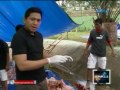 saksi sample ng labi ni lolong ibiniyahe na sa maynila matapos ang kanyang necropsy