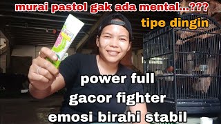 cara paling mudah menaikkan mental murai batu pastol gacor fighter power full emosi