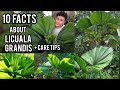 10 FACTS ABOUT LICUALA GRANDIS PLANT AND CARE TIPS/ RUFFLED PALM FAN PALM /PAMBANSANG DAHON