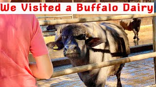 We Visited an Italian Water Buffalo Dairy to see how they get the milk to make Mozzarella Cheese