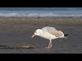 caspian gull larus cachinnans 4k 1 4k 4