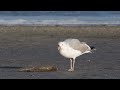 caspian gull larus cachinnans 4k 1 4k 4