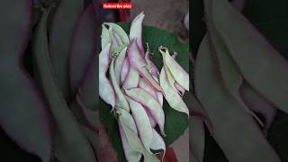 ഈ പയർ കണ്ടിട്ടുണ്ടോ?? #nature #homegarden