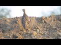 black francolin francolinus francolinus Φραγκολίνα cyprus.