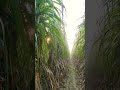 new sugarcane variety co 11015 new farming sugarcanecultivar agriculture sugarcanecrop automobile