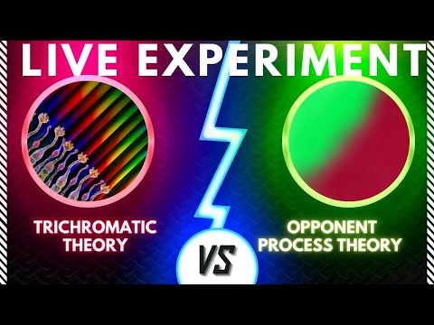 What is the physiological evidence for the opponent process theory?