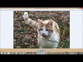 How To Create Image Gallery In HTML, CSS and Javascript   Lightbox Gallery