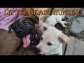 猟犬、里に帰る　littel beast hunter『虎毛の玉次郎』一年ぶりに里帰りしてみた　 猟犬 狩猟 単独猟