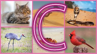 Animals Starting with C – Fun and Easy Vocabulary for Kids