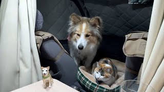 新年早々、家族揃って体調崩すも亡き愛犬に助けられました🍀