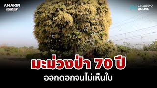 ตะลึง! มะม่วงป่าต้นใหญ่ข้างทาง ออกดอกอลังการ | อมรินทร์อัปเดต