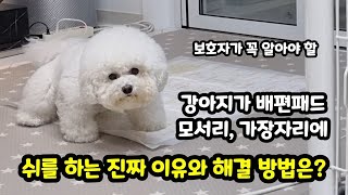 강아지가 배변패드 모서리, 가장자리에 오줌을 싸는 이유와 해결방법은? 【강아지 배변훈련 제 1편│배변패드 끝에 배변하는 이유│강아지 배변실수하는 진짜이유】