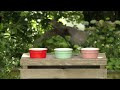 cat tv ~ mouse u0026 birds fun ⭐ 8 hours of catflix ⭐