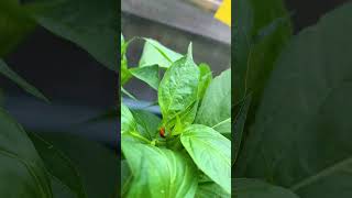 If you want to take care of garden pests naturally and organically...