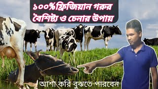 ফ্রিজিয়ান গরু চেনার উপায় ও বৈশিষ্ট্য কি কি,What are  characteristics of recognizing Friesian cows,