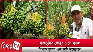 মরুভূমির খেজুর চাষে সফল দিনাজপুরের এক কৃষি উদ্যোক্তা । Bijoy TV