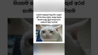 බුට් එක 😇 | Funny Files LK #facebookmeme