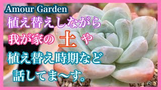 (多肉植物)植え替えしながら我が家の土や植え替え時期の話をしていま〜す。いろいろ〜Amour Garden.Succulent