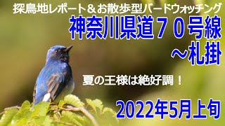 神奈川県道７０号線～札掛の探鳥地レポート＆お散歩型バードウォッチング　　オオルリｖｓミソサザイ　囀り共演　2022年5月上旬