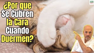 💝¿PORQUE LOS GATOS SE CUBREN LA CARA CUANDO DUERMEN?💝