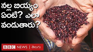 Black Rice: నల్ల బియ్యం, ఎర్ర బియ్యం ఏంటి? ఎలా వండుతారు? | BBC Telugu