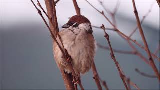 野鳥の動画20220105@広島県三原市 すずめ，めじろ，ジョウビタキ♂