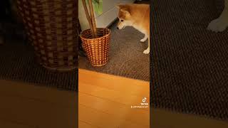 生後5ヶ月の頃のみぃたろう😸vsコタロウ🐶パート1 #やんちゃな仔猫対柴犬 #柴犬と仔猫のお部屋 #もふプロ #ワンニャンプロレス #しばいぬのひと