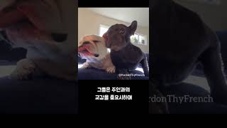 프렌치 불도그와의 귀여움 가득한 생활: 작지만 강한 매력의 소유자 🐶🐕🐩✨