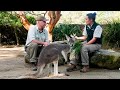 Red Kangaroo Keeper Talk at Taronga Zoo Sydney