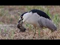 black crowned night heron once again shows his hunting prowess