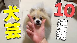 【犬芸10連発】ポメラニアンが1年で覚えた技を披露します！