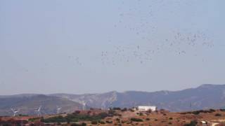 White Stork Migration in the Strait of Gibraltar