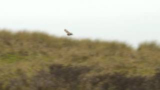 Asio flammeus - Short-eared Owl  Velduil