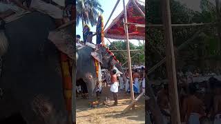 പാപ്പാന് ആനയോടുള്ള സ്നേഹം കണ്ടോ😍#ambadi balanarayanan 😍 #elephant #festival #videos