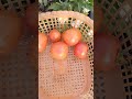 మా garden లో tamota harvest..... trending shortsviral ytshorts harvest garden tamato subscribe