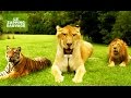 Le ligre, croisement lion tigre et plus gros félin du monde - ZAPPING SAUVAGE