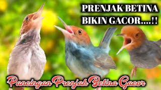 Pancingan Prenjak Betina Gacor Bikin Prenjak Manapun Cepat Bunyi