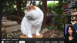 Susu- Cat Yeets a Frog