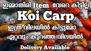 തുടക്കക്കാർക്ക് വളർത്താൻ പറ്റിയ Koi Carp ഏറ്റവും കുറഞ്ഞ വിലയിൽ #koifish #koicarp