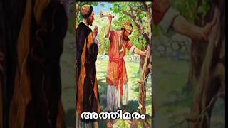 അത്തിമരം #biblestory #youtubeshorts #shortsfeed #malayalam #jesus #shortvideo #biblemalayalam