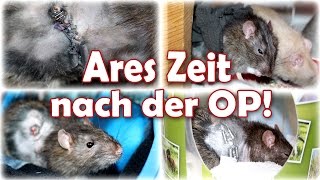 Wie geht es Ratte Ares? Die Zeit nach seiner Tumor Operation! Zusammenfassung