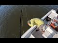 golden dorado 56lb 25.4kg in salto grande on the uruguay river