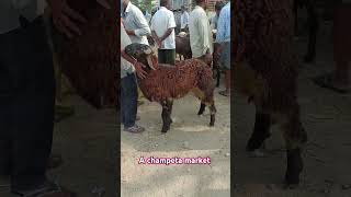 Andhrapradesh achampeta market heavyweight sheep#viralvideo #goat #bigbaffalomarketinerragadda