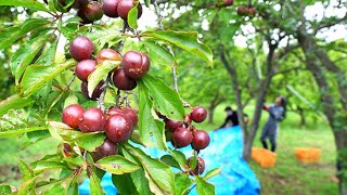 更別村で特産スモモの収穫盛ん