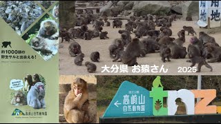 【大分県】高崎山自然動物園のサル🐒