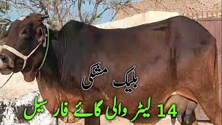 Black mushki Cholistani Cows 14 liter milk record For sale in north punjab