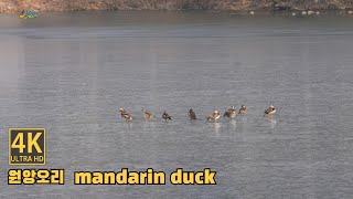 우리집 앞에 원앙이 산다 a winter korea mandarin duck walking on the ice