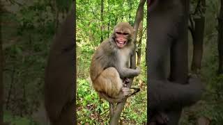 #cute monkey Laughing monkey monyet ketawa #lauhingmonkey#forkids#Monyet#mono#trynottolaugh #Shorts